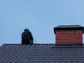 Przegląd kominiarski na dachu. Kominiarz w czarnej kurtce siedzi na ciemnym dachu, obok ceglanego komina.