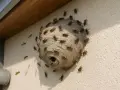 Aktywne gniazdo os w elewacji budynku, z wieloma osami krążącymi wokół.