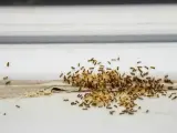 Gniazdo mrówek w domu, skupisko owadów z jajami na białej powierzchni.