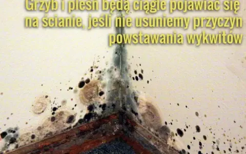 Widok narożnika ściany z widocznym grzybem i pleśnią. Konieczne odgrzybianie ścian, by zapobiec nawrotom wykwitów.