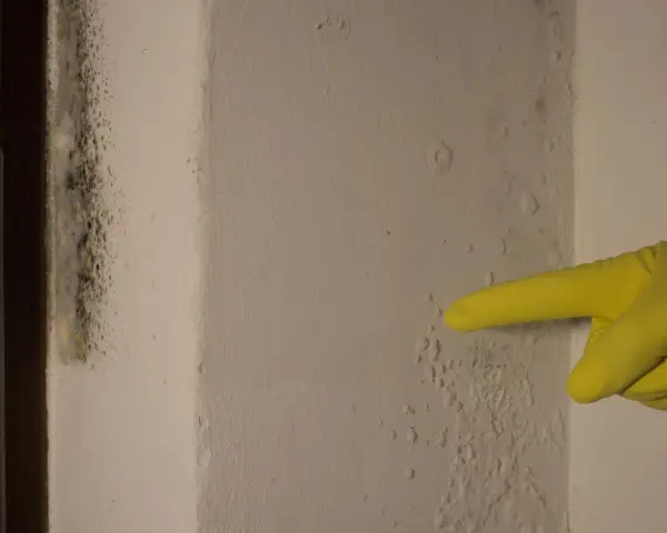 Żółta rękawiczka wskazuje na niepokojący grzyb na ścianie, który rozprzestrzenia się wzdłuż narożnika.
