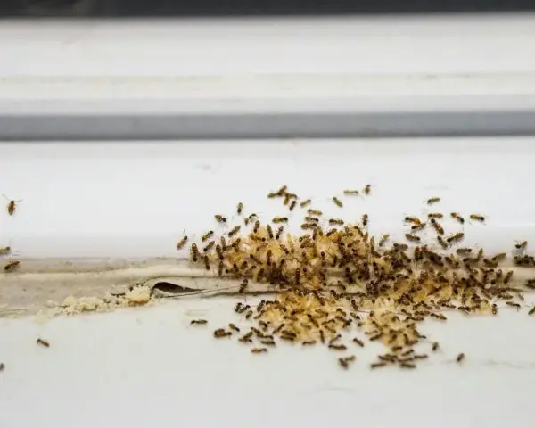 Gniazdo mrówek w domu, skupisko owadów z jajami na białej powierzchni.